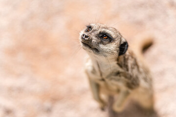 Close up picture of a meerkat