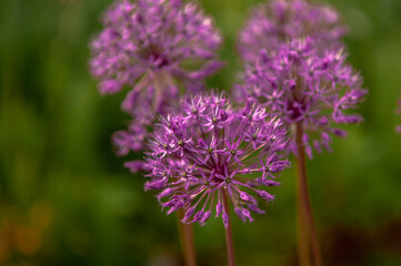 onion flowers macro purple