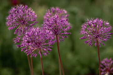 onion flower macro purple