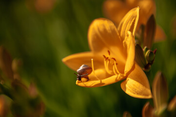snail on yellow flower close up macro