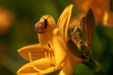 snail on yellow flower close up macro