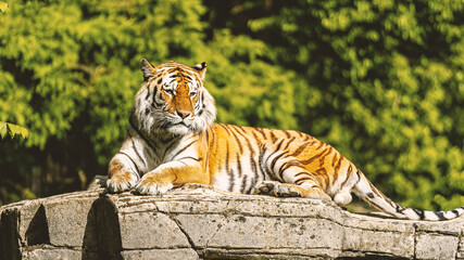 A tiger resting over a ruin