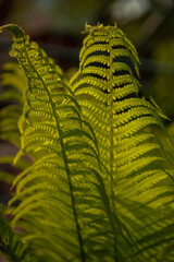 fern leaf in the garden macro