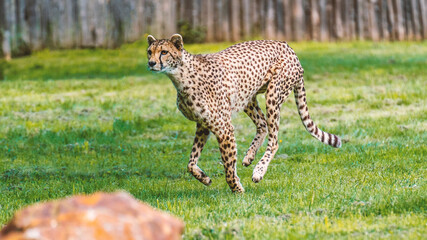 A cheetah running in a grass field