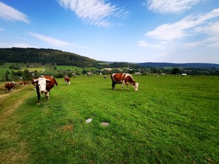 Cows grazing in the meadow. Blue sky in the background.
