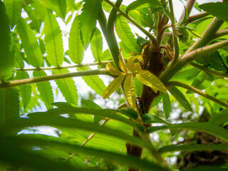 Yellow flower on a tree with green leaves. Up view
