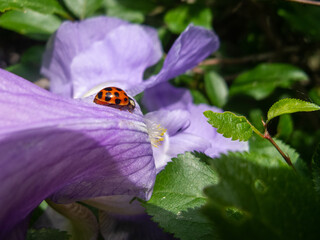 Ladybug is sitting on a purple flower. Sunny summer day. 