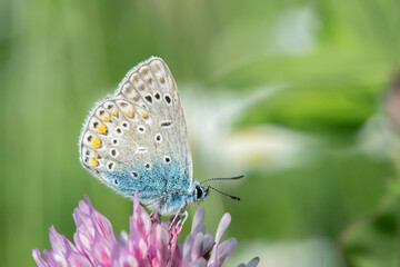 Male common blue butterfly (Polyommatus icarus) on a pink clover blossom.