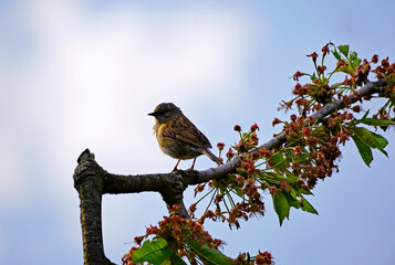 House sparrow sits on a branch in the cherry tree. Songbirds in Europe. Little sparrow in the tree.