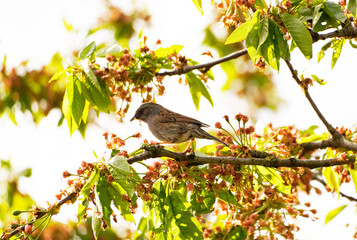 House sparrow sits on a branch in the cherry tree. Songbirds in Europe. Little sparrow in the tree.