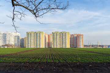 Image of young shoots of wheat against the background of residential buildings.