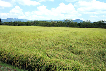 秋　稲刈り直前の田んぼ