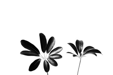 Creative floral layout of tropical Schefflera leaves spray painted in black on plain white background.