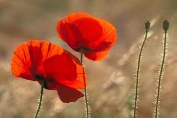 Wild flowers in the summer field. Blooming red poppies close-up. Bouquet for your beloved.