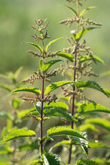 Stems of stinging nettles (Urtica dioica) close up. Medicinal plants. Green leaves with serrated edges.