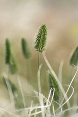 A beautiful texture of green agropyron cristatum plant on the blurred yellow background. Wild plants