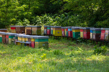 Multicolored beehives stand under acacias

