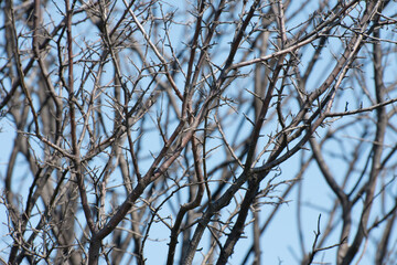 Dry black bush branches on blue sky background. Forest plantations, wasteland. Background from branches.
