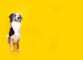Border collie dog sitting on yellow colored background