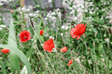 wonderful red poppies in green grass
