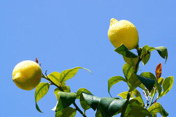 Branch of lemon tree with ripe fruits. Fruit tree with citrus and blue sky in the background.