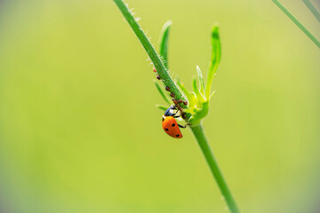 Coccinelle