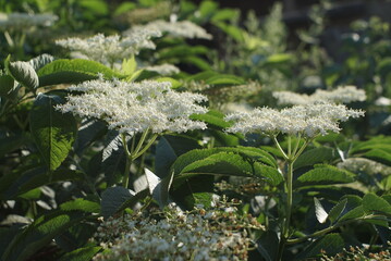 Elder With Blossoms In The Spring