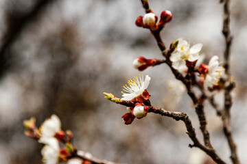 beautifully flowering cherry branches on which the bees sit