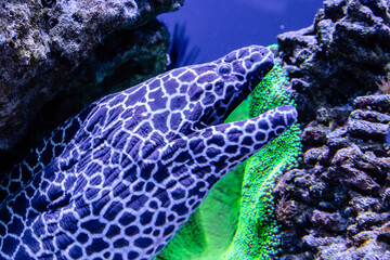 leopard moray eel fish