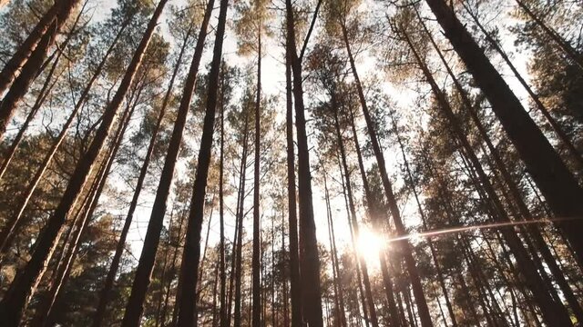 Cinematic tilt up view pine forest tree tops with sunburst in background in sunny warm sunny day. Copy paste nature forest template. Royalty high-quality free 4k stock video footage of big and tall pi
