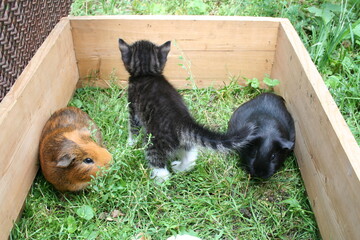 guinea pig and kitten