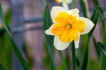 beautiful summer Canasta daffodils