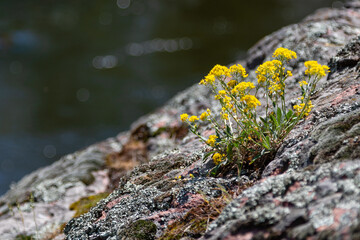 beautiful small yellow wildflowers growing on rocks