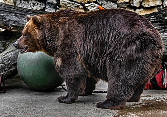 Old brown bear female in the enclosure. Latin name - Ursus arctos arctos
