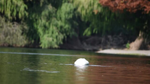 black-necked swan (Cygnus melancoryphus) at lago de regatas, parque 3 de febrero public park in Buenos Aires