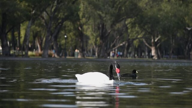 black-necked swan (Cygnus melancoryphus) at lago de regatas, parque 3 de febrero public park in Buenos Aires
