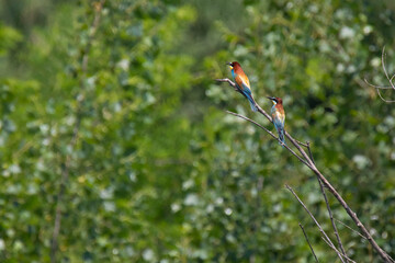 
 pair of colorful bee-eaters birds on the branch 