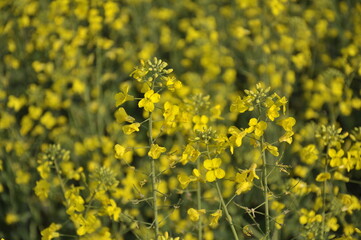 field of dandelions