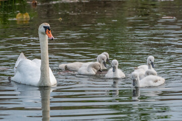 Mute swan family swimming along the Huron river - Michigan