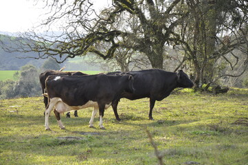 black and white cows