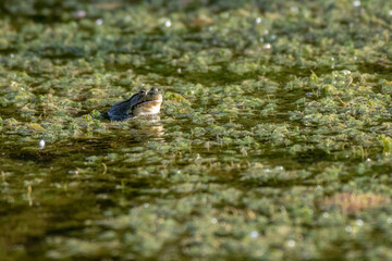 Northern green frog wadding in a pond