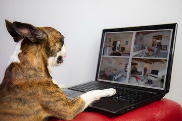 french bulldog checks house images with video surveillance with notebook