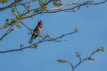 Male rose-breasted grosbeak bird in Michigan - USA