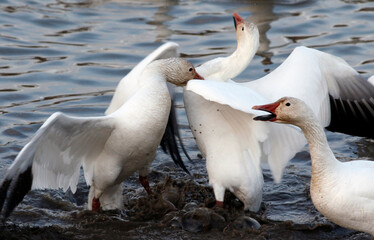 Des oies des neiges en migration