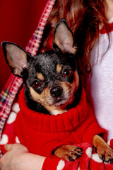 Young girl with pet dog. Teenage girl in red pajamas and a chihuahua dressed in a red sweater