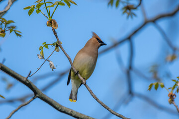 Cedar waxwing bird in Michigan - USA