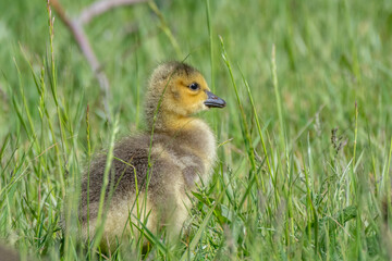 Young canada geese running in the green grass