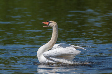 Adult male mute swan displaying wings on the Huron River