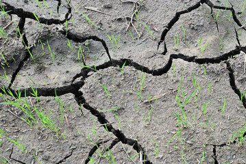 Baby rice shoot tips in cracked soil planting field. Water shortage in planting season. Shortage of...