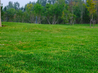 Fototapeta na wymiar Photo of A meadow in the park